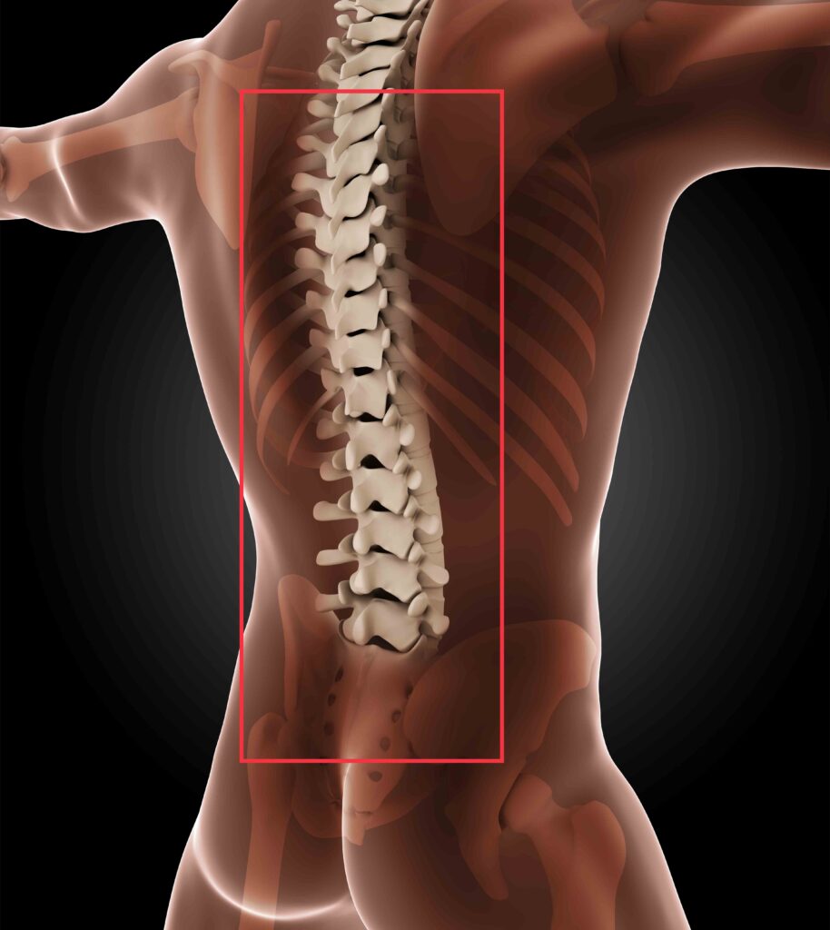 男子脊椎顯示，脊醫助你保護脊骨健康